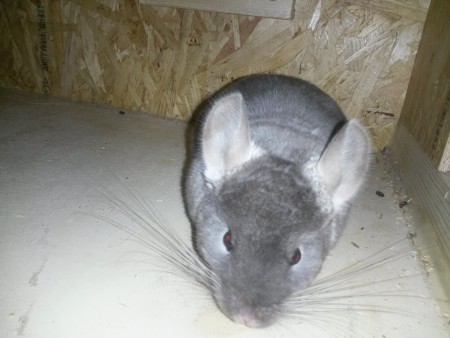 Diese Dame, geboren am 2.8.2015, ist eine Brown-Velvet und steht zur Abgabe frei.